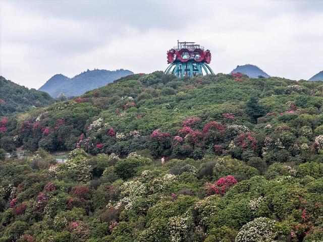 被严重低估的贵州毕节：这100多平方公里的杜鹃，不看真的会后悔