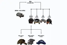 什么是杂交龟，杂交龟是怎么来的？一文讲明白乌龟杂交那些事！图片