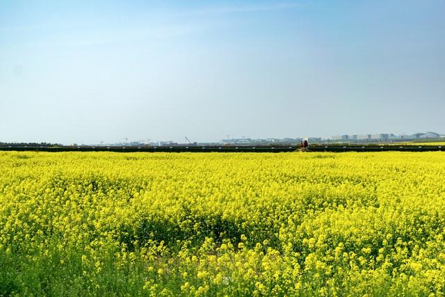 春天你最喜欢赏哪种花