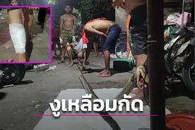 惊悚！泰国男子路边小便遭4米蟒蛇攻击并缠住腿部！图片