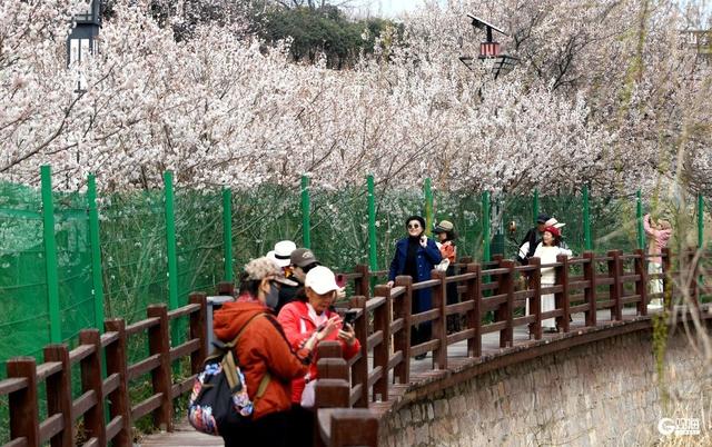 三月崂山庙石，赴一场粉白色的春日之约