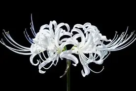 华为手机如何拍全黑背景华卉图片