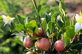 茶油的功效图片