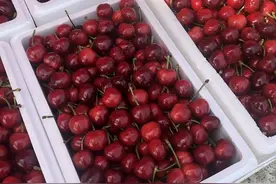 大樱桃大量上市，为何买的人却不多？4个现实问题，看完就明白了图片