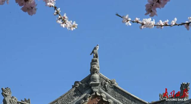 一夜春风花满城,大同古城被装点成浪漫的春日画卷~