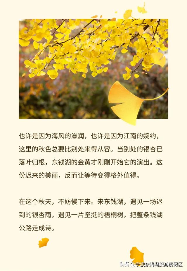 一场迟到的银杏雨，给钱湖南路染上了秋天的颜色~