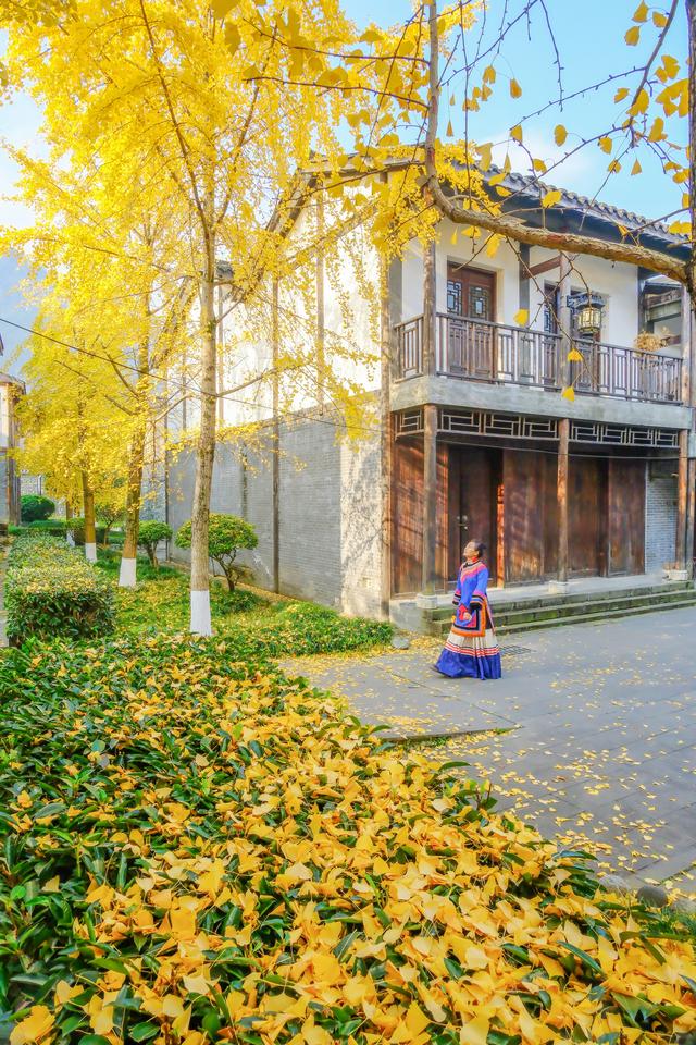 四川石棉县安顺场：古镇冬来银杏黄