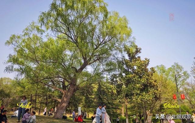 影记 | 春色春景之青州范公亭(上)