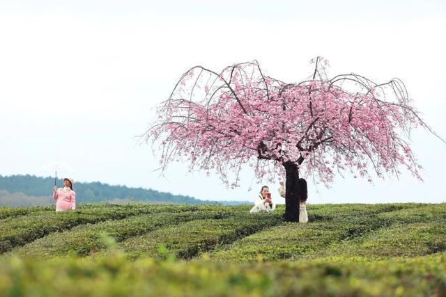 倒计时1天！跑完樱花半马，来一场贵安Color Walk~