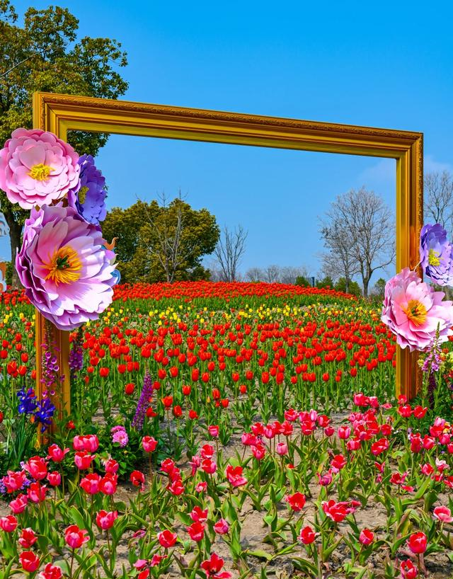 实拍：上海最有诚意的免费公园，1.4万平郁金香花海！