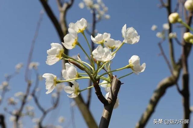 来石屏牛街赴一场与繁花的诗意之约~