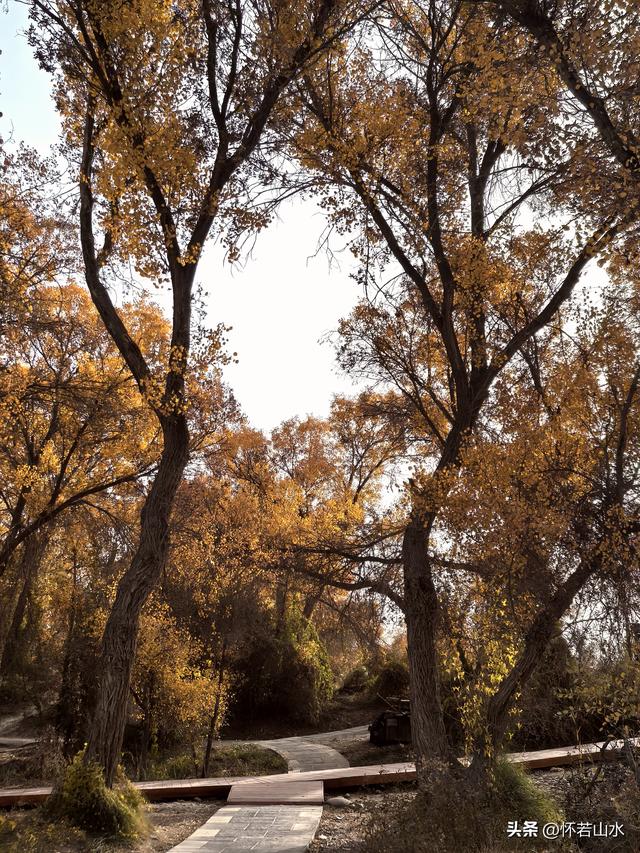 2025环南疆沙漠铁路背包自由行日记(4)——游览泽普金湖杨景区