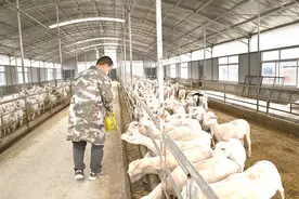 湖羊养殖“三级跳”图片