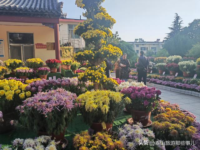 泰安：有一个城市园林，藏着1 眼泉水流芳千年，30个品种 600 盆秋菊