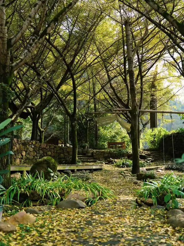 邵阳人藏不住的秋冬快乐！这些“金色浪漫”，@所有人来约！