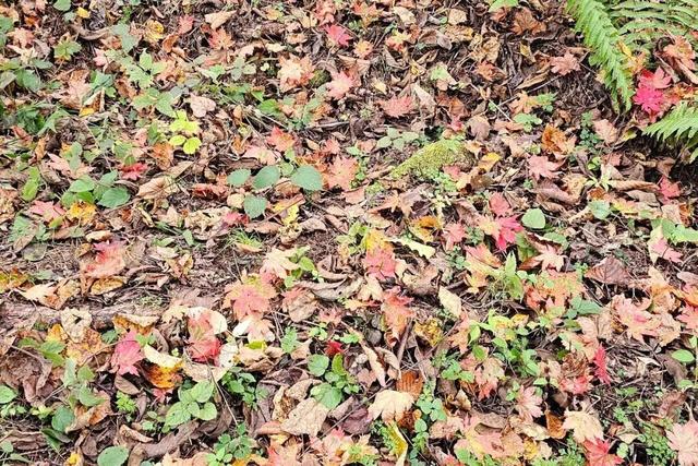 秋天不这样玩一遭	，白来人间一整年