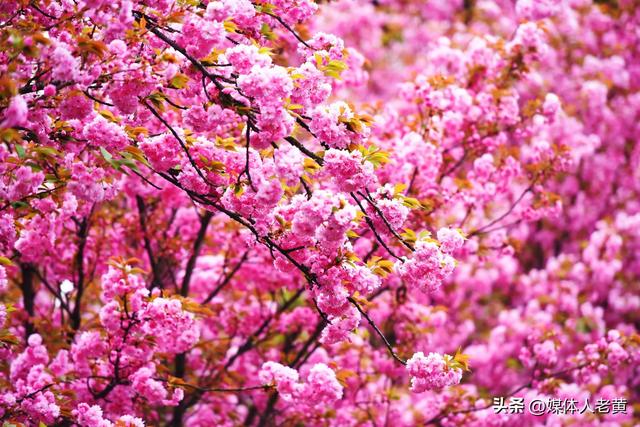 六盘水水城河畔樱花竞放引客浪漫踏春