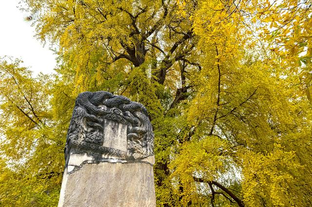 这个秋天，去潭柘寺看1400岁的“银杏帝王” 金黄期仅剩20天！