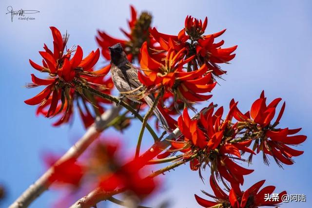 云南保山有条海棠路,种满的却是刺桐花,春日风景堪称一绝