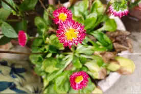 6种防治蜗牛、鼻涕虫和细钻螺很有效的方法，盆栽地栽植物都适用图片