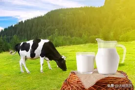 你喝过公牛奶吗？图片
