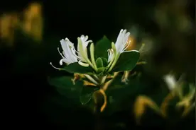 咳嗽高发，金银花的这5种实用搭配你必须知道！图片