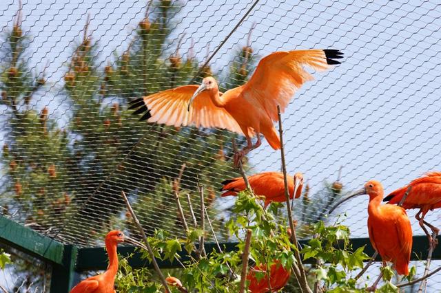 百雀齐飞五一亮相！野生动物世界六大新场景解锁假日新玩法