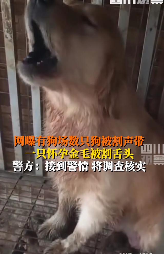 Extremely cruel! It was revealed online that several dogs in a dog farm