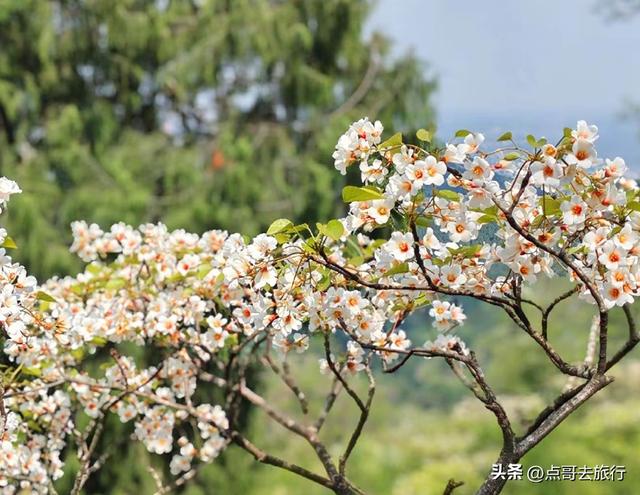 成都最大规模桐子花开了，漫山遍野超级惊艳，太适合现在去旅行！