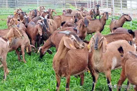 简州大耳羊的由来图片