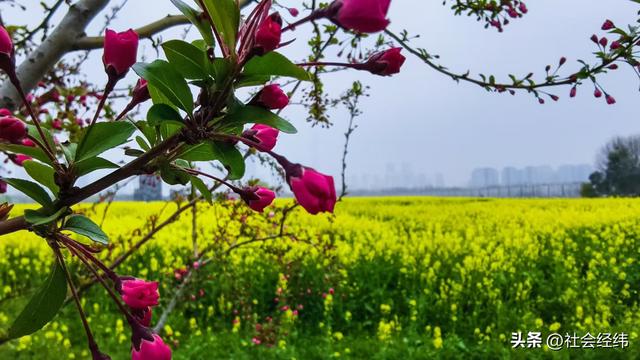 江心洲繁花似锦，油菜花海绘就春日油画