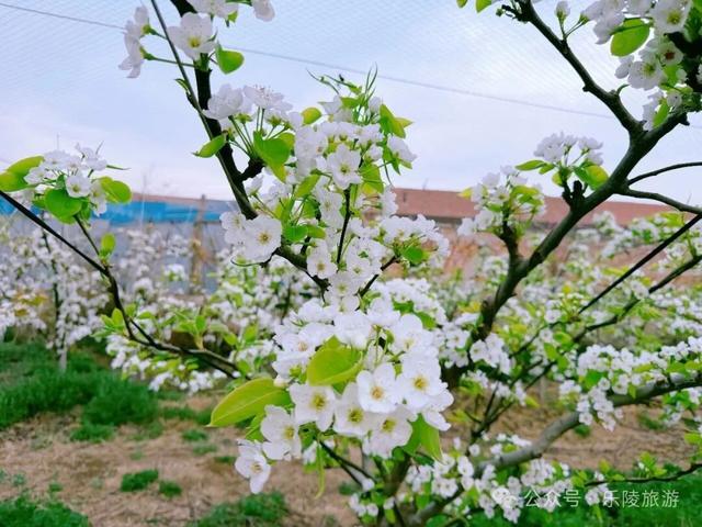 梨花又开放，铁营镇大白张村第三届梨花节邀您共赴春日盛宴！