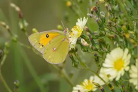武汉有多少种蝴蝶？至少146种，好多你或许都没见过图片