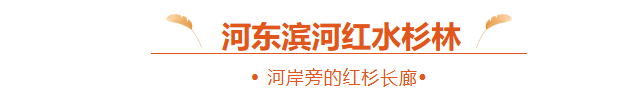 临沂「红杉」「红枫」浓度拉满，出片率100%