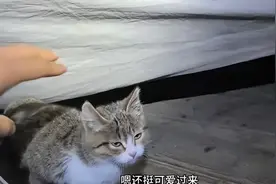 警方回应网红小猫“悟空”去世图片