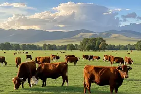 阿根廷的养牛成本有多低？牛肉价格暴跌12个月，养殖户大面积亏损图片