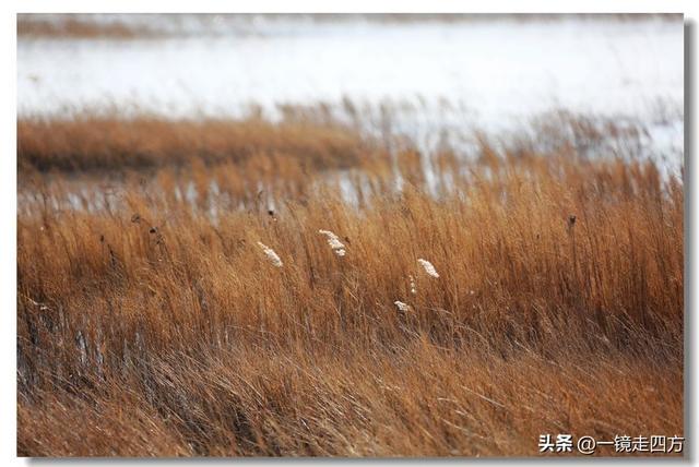 深秋时节，走进长春农安的波罗湖湿地
