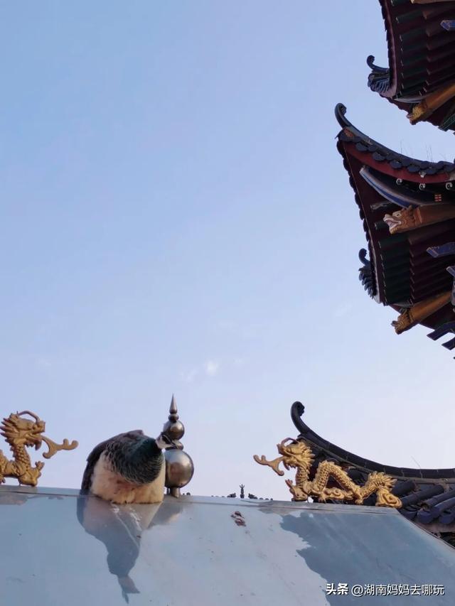 公交直达冬日限定“小东非”，带娃解锁长沙safari隐藏玩法！