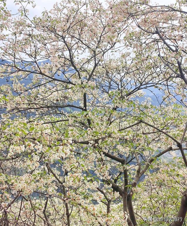 成都最大规模桐子花开了，漫山遍野超级惊艳，太适合现在去旅行！