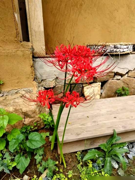 阴花不能进阳宅。这5种花“打死”也不养，家里若有？快挪走！