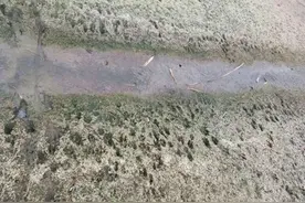 警报！上海多地发现“巨型老鼠”，成群结队出现，“一夜之间吃得干干净净”图片