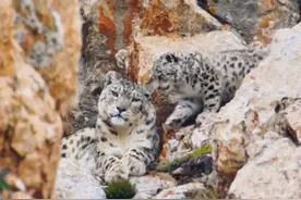 揭秘世界上最稀有的8种豹子：雪豹、华北豹等你不知道的秘密！图片