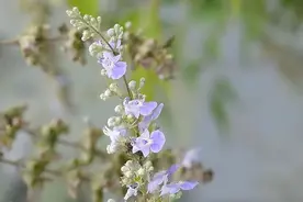 农村知名“神仙草”黄荆，三大神奇功用不容小觑图片
