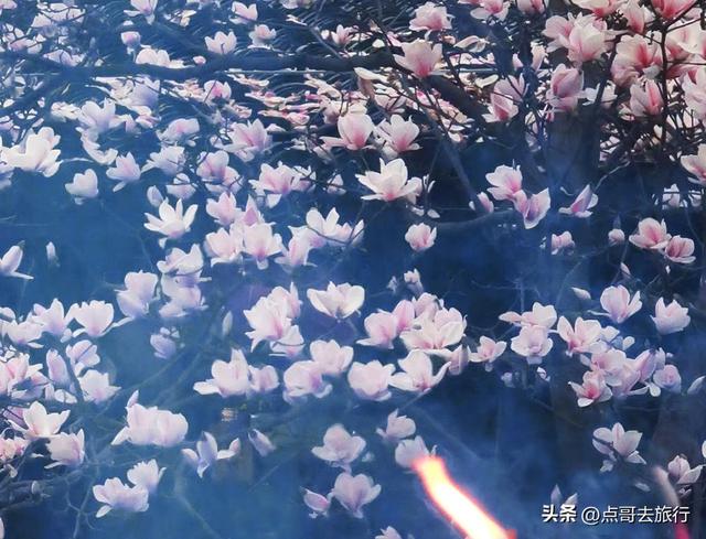 成都寺庙最美玉兰花开了，红墙青瓦，惊艳唯美，这3处不要门票！