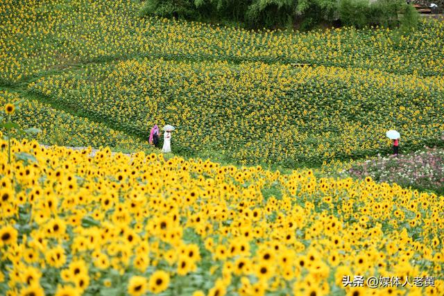 六盘水明湖百余亩花田盛开引游客赏花入画来