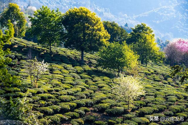 当冬樱遇上茶园！楚雄双柏白竹山粉绿秘境美成诗~