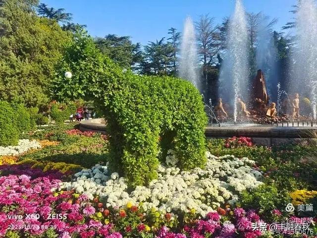 菊绽秋阳里，暗香绕中山｜申艳娟