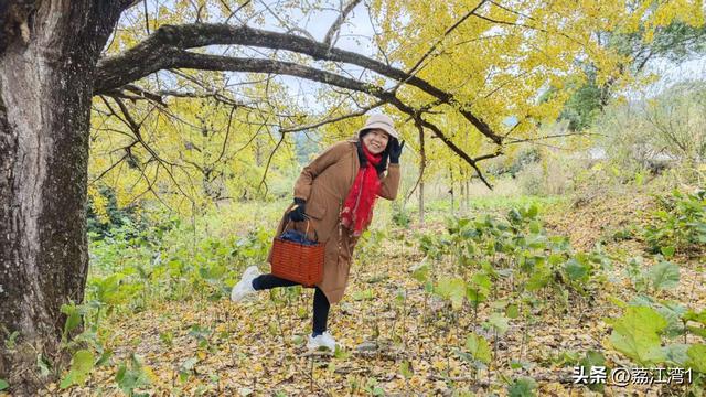 游长岗岭古村，观飘黄银杏