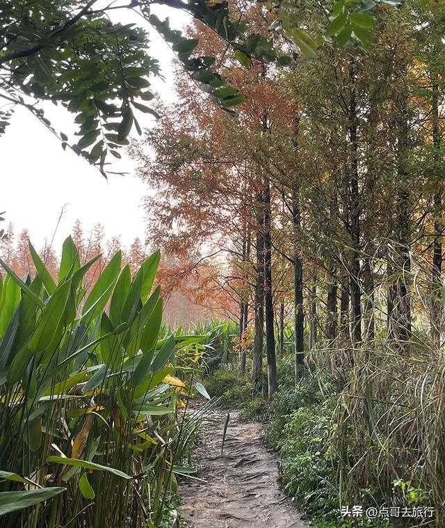 成都最美水杉红了，染红了湖面，不要门票，地铁公交直达！