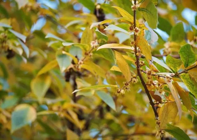 冬日限定浪漫！这抹“金黄暗香”，你打卡了吗？